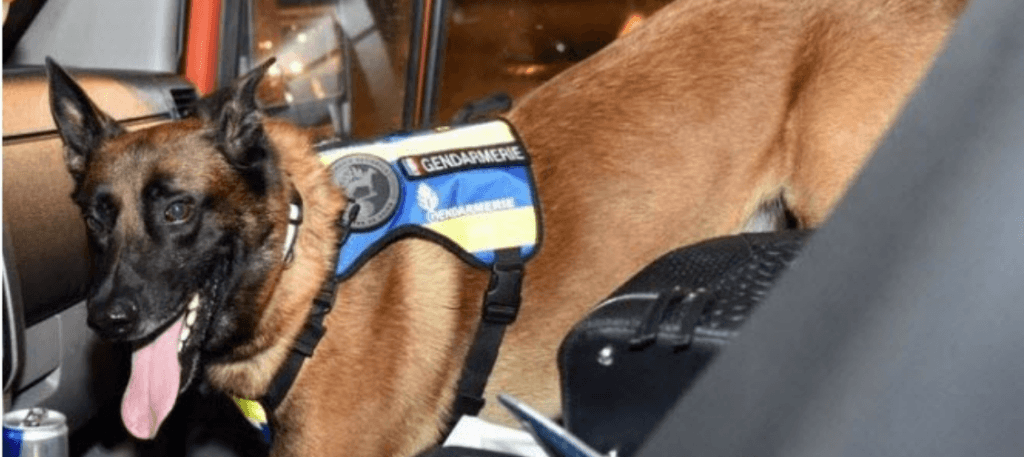 Hellboy, le chien renifleur de stupéfiants des gendarmes, est mort Hellboy, le chien renifleur de stupéfiants des gendarmes, est mort