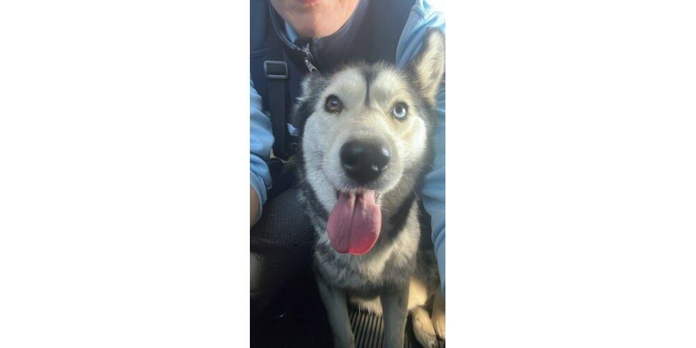 Une jeune chienne husky sauvée par les gendarmes sur la RN7