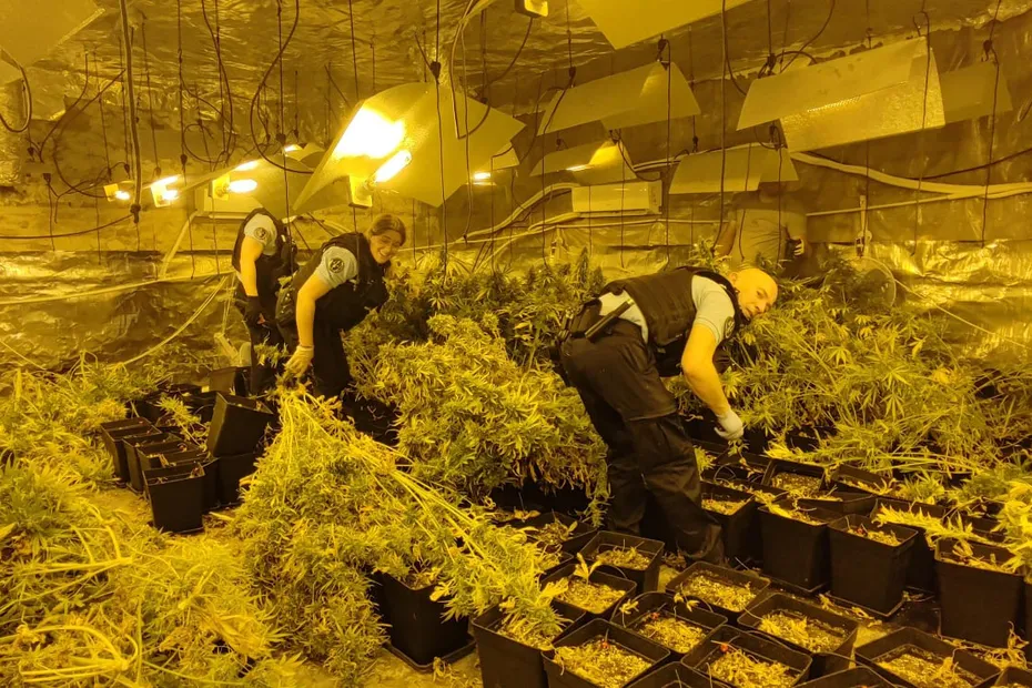 DROGUE : Les gendarmes découvrent une « cannabiculture d’ampleur » dans un hangar