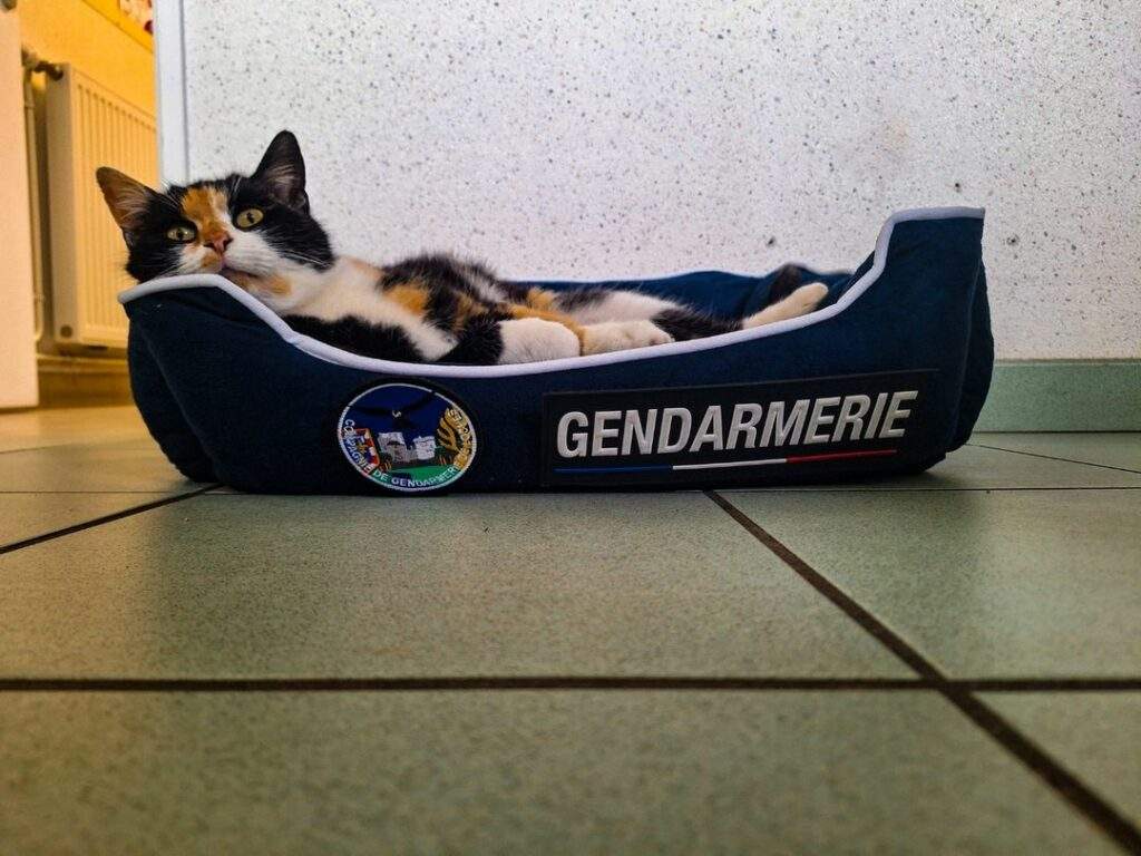 Une histoire de solidarité animale à la brigade de Le Grand Pressigny : Bienvenue à Una !