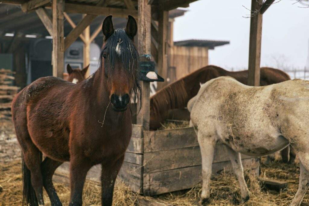 group of horses in rural croatian stable