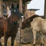 group of horses in rural croatian stable