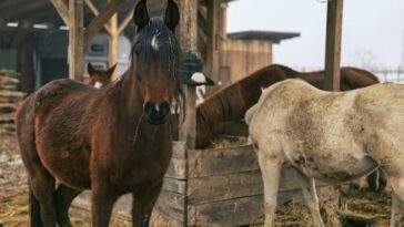 group of horses in rural croatian stable