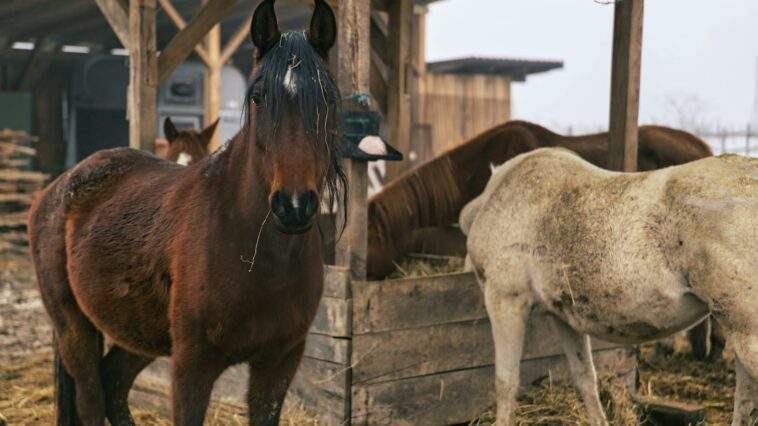 group of horses in rural croatian stable