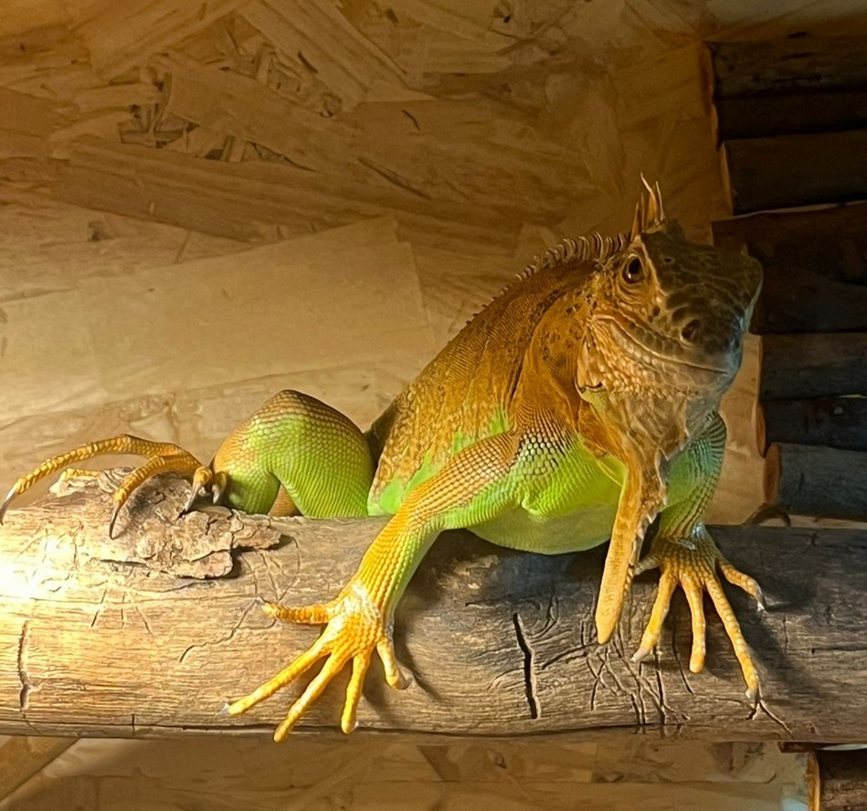 Iguane vert saisi lors de l’opération menée par la Gendarmerie et l’OFB à Gray