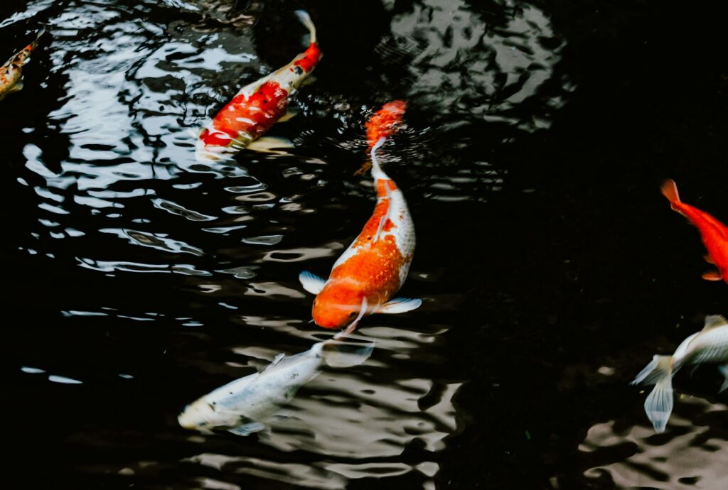 Carpes koï blanches et orange dans un bassin, photographie d’illustration.