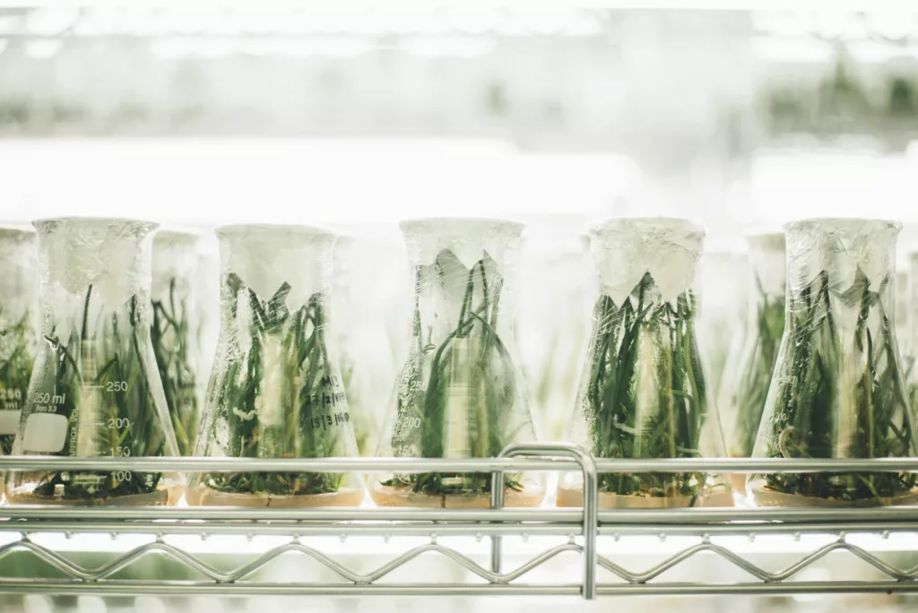 Cultures végétales en laboratoire, illustration du festival Planète Vivante