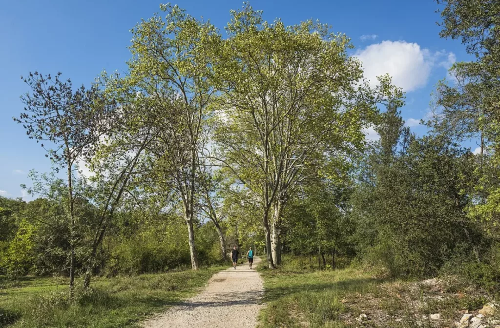 Prades-le-Lez : la fermeture du sentier PR07 reste signalée ce 10 octobre Promeneurs sur un sentier du domaine départemental de Restinclières à Prades-le-Lez.